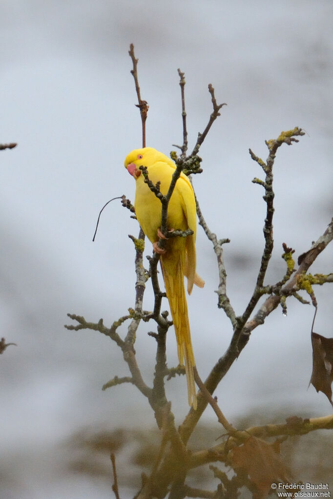 Rose-ringed Parakeet, pigmentation