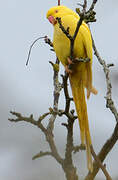 Rose-ringed Parakeet