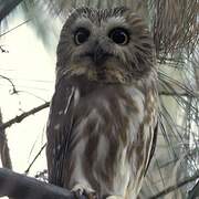 Northern Saw-whet Owl