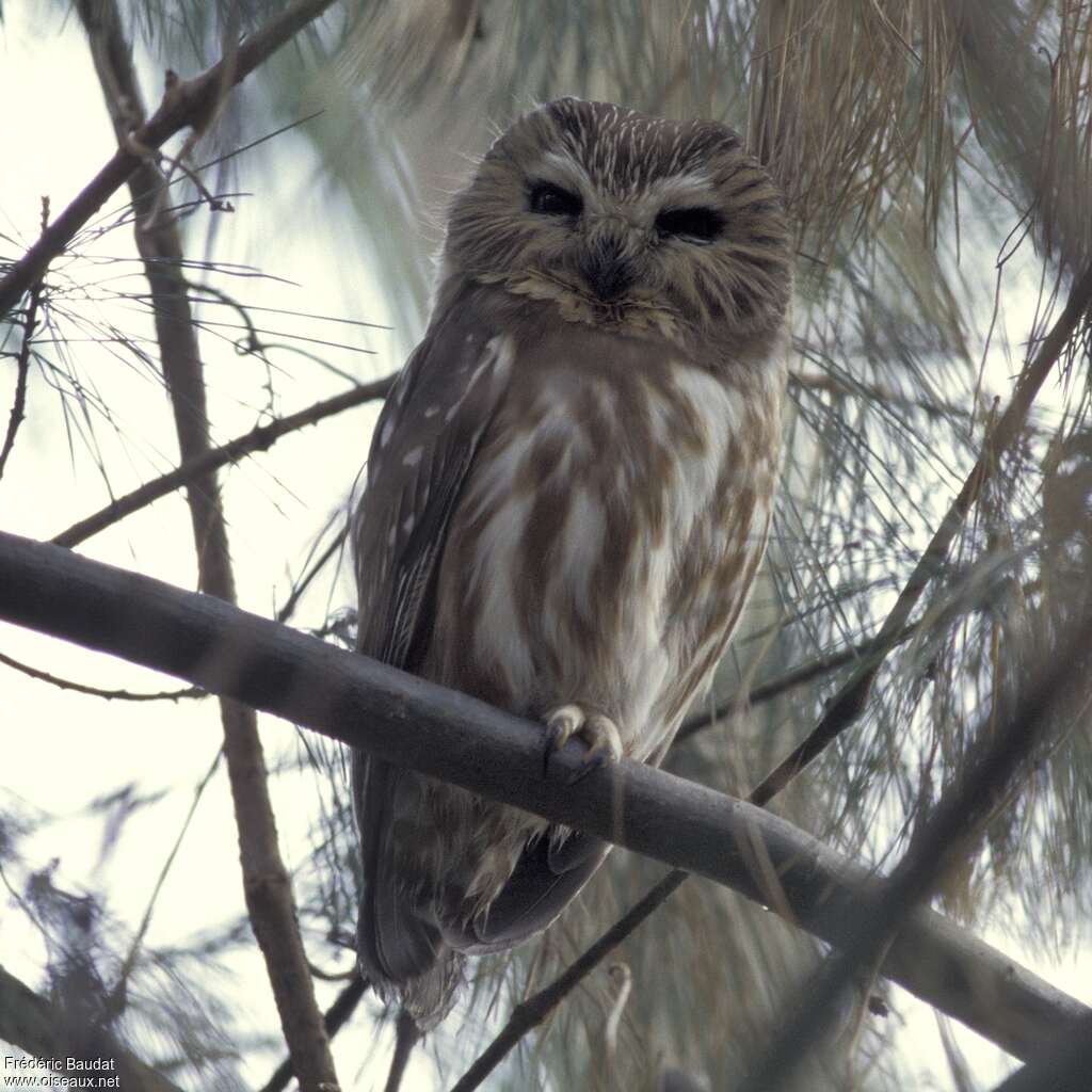 Northern Saw-whet Owl, close-up portrait