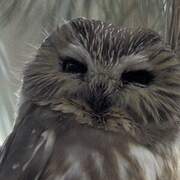 Northern Saw-whet Owl