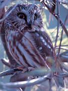 Northern Saw-whet Owl