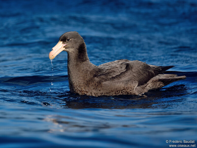 Northern Giant Petrelimmature, swimming