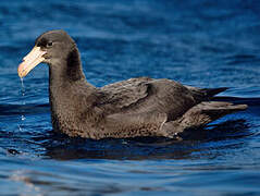 Northern Giant Petrel