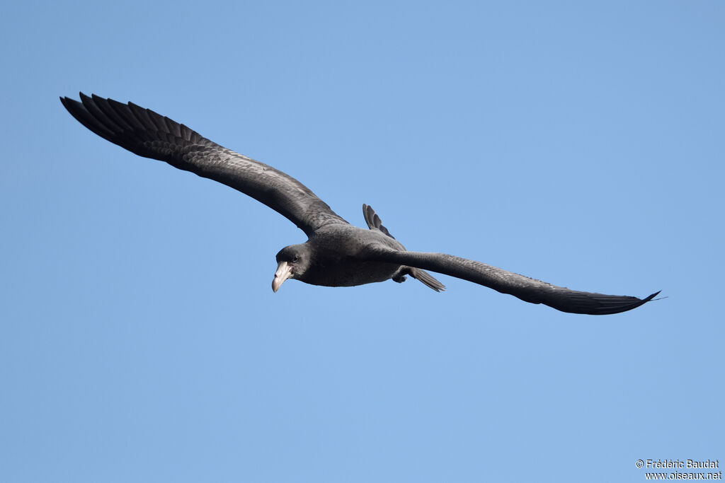 Northern Giant Petrelimmature, Flight