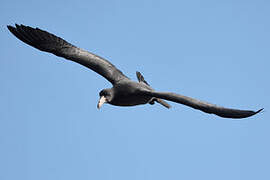 Northern Giant Petrel