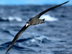 Northern Giant Petrel