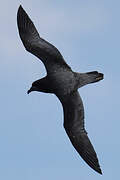 Providence Petrel