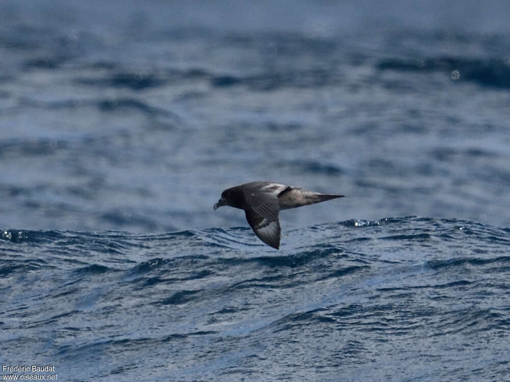 Providence Petrel, identification