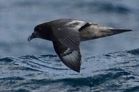 Providence Petrel