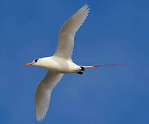 Red-tailed Tropicbird