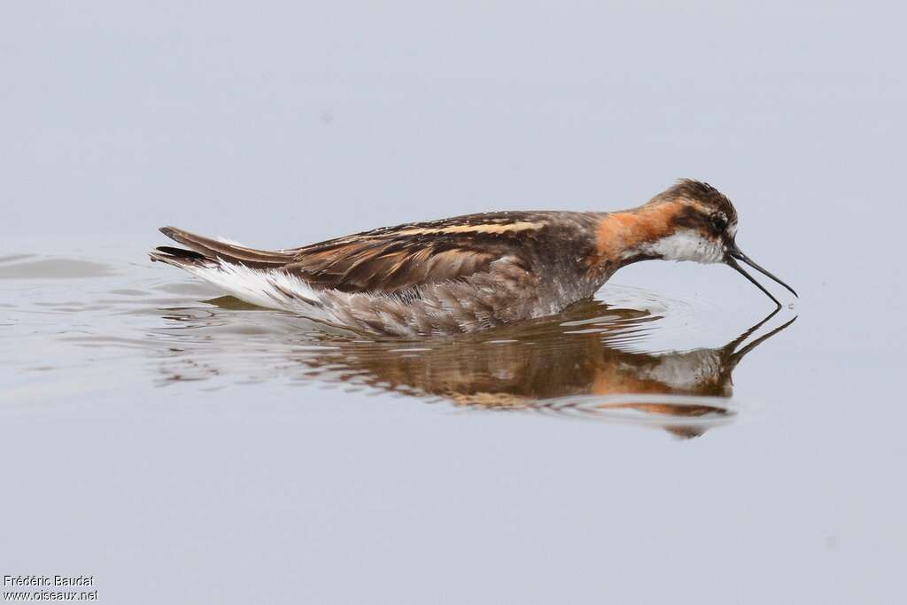 Red-necked Phalarope male adult breeding, fishing/hunting