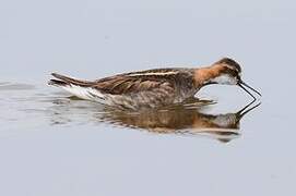 Red-necked Phalarope