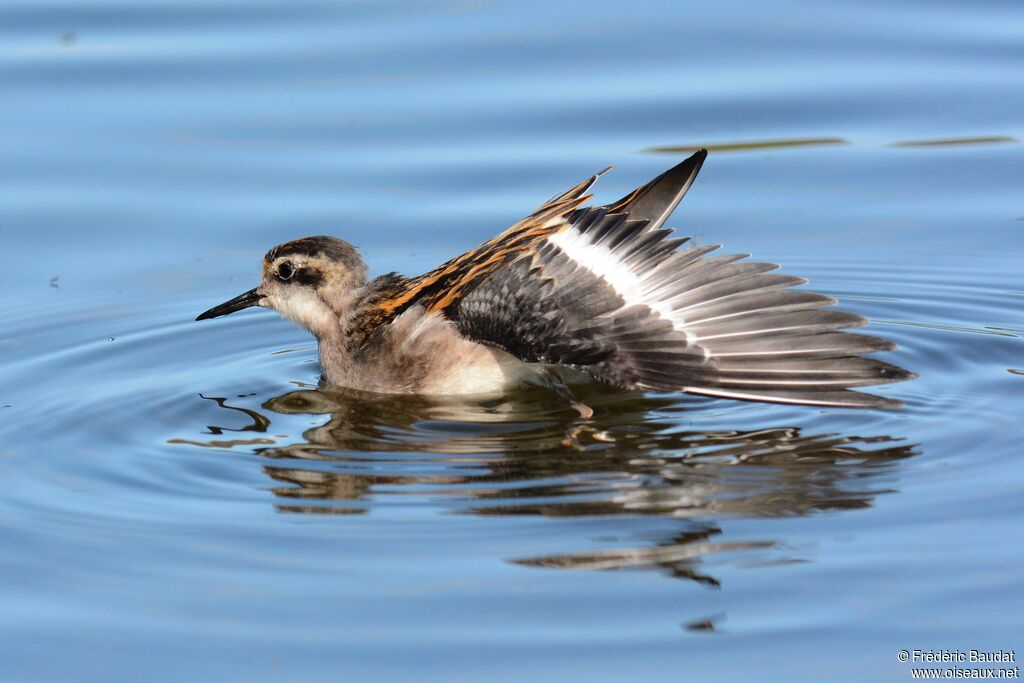 Phalarope à bec étroitjuvénile, soins, nage