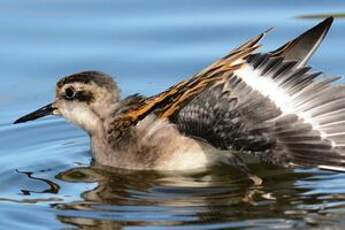 Phalarope à bec étroit