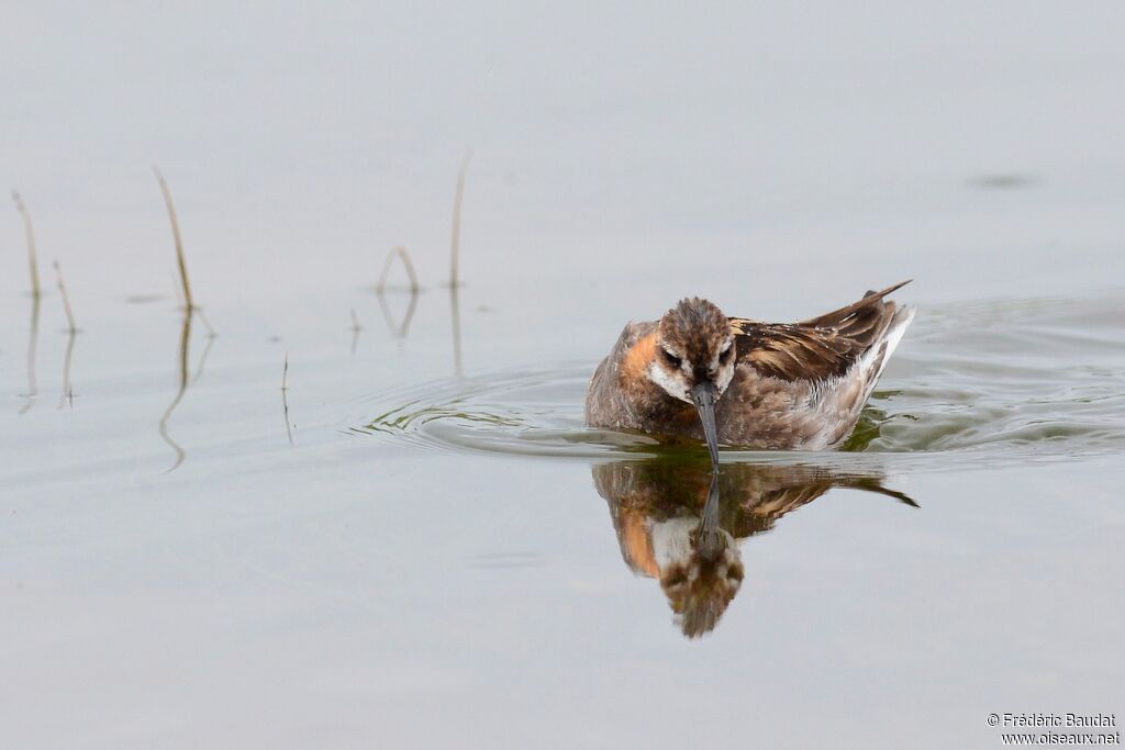 Phalarope à bec étroit mâle adulte nuptial, identification, nage, pêche/chasse