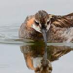 Phalarope à bec étroit