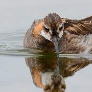 Red-necked Phalarope