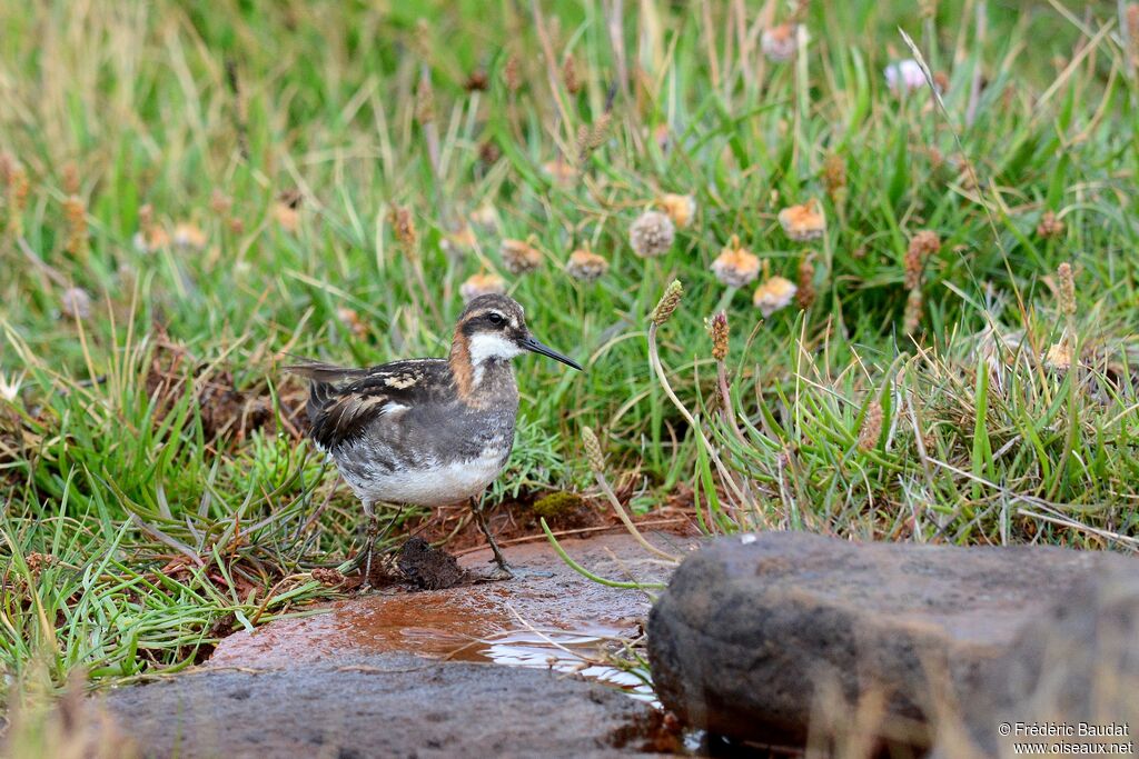 Red-necked Phalarope male adult breeding, identification