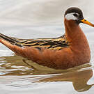Phalarope à bec large