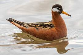 Phalarope à bec large