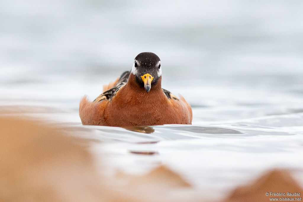 Red Phalarope female adult breeding, swimming