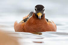 Phalarope à bec large