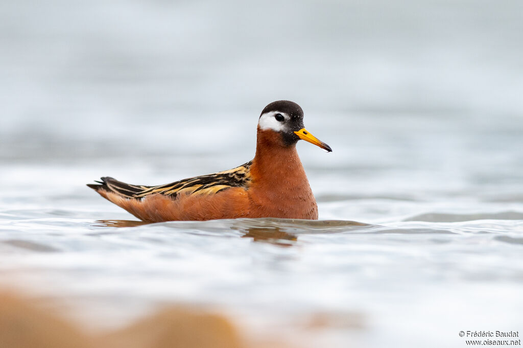 Red Phalarope female adult breeding, swimming