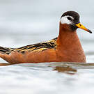 Phalarope à bec large