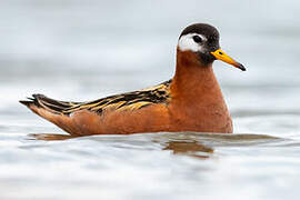 Red Phalarope