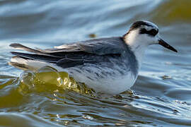 Red Phalarope