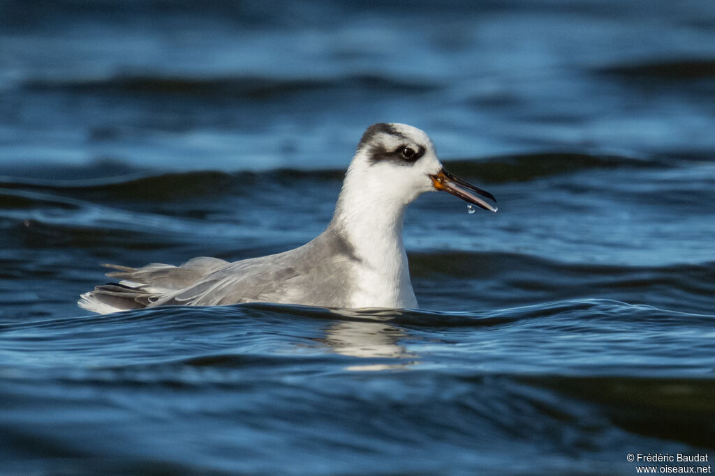 Phalarope à bec largeadulte internuptial, nage, mange