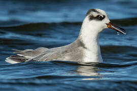 Red Phalarope