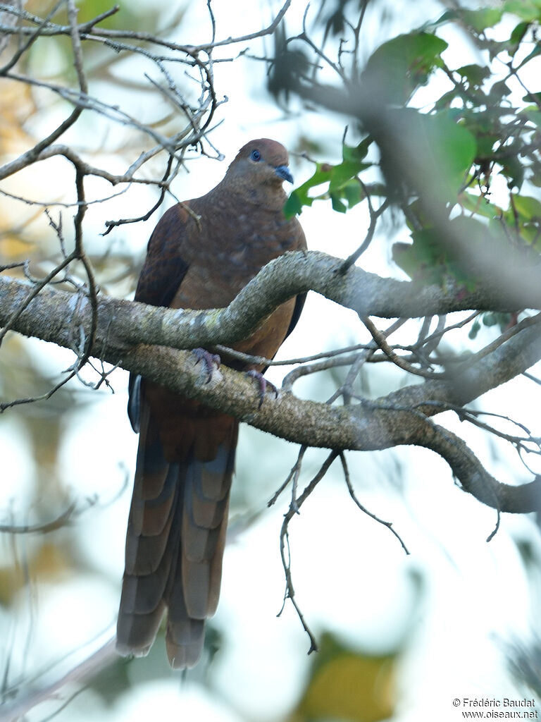 Brown Cuckoo-Dove