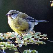 Patagonian Sierra Finch