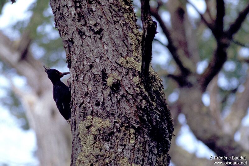 Magellanic Woodpecker female adult