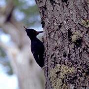 Magellanic Woodpecker