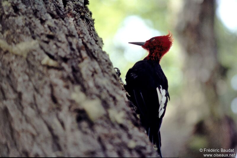 Magellanic Woodpecker male adult