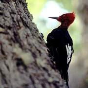 Magellanic Woodpecker