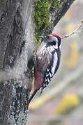 Middle Spotted Woodpecker