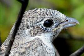 Woodchat Shrike