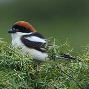 Woodchat Shrike