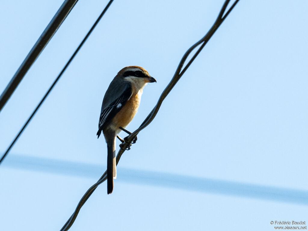 Bull-headed Shrike male adult