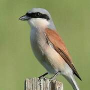 Red-backed Shrike