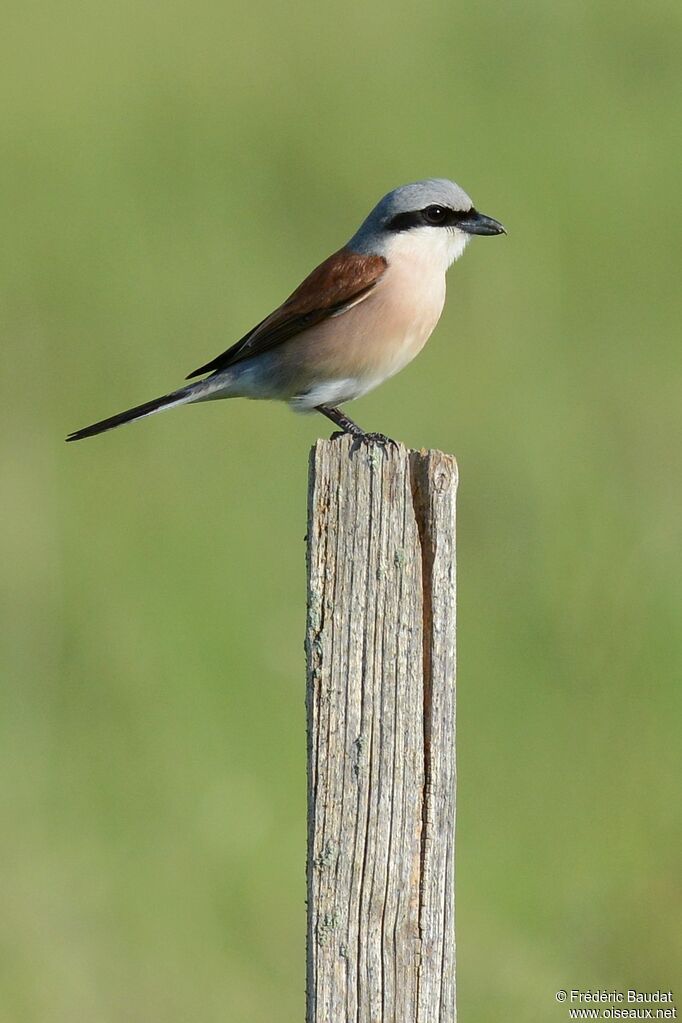 Red-backed Shrike male adult breeding, identification