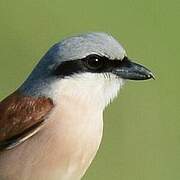 Red-backed Shrike