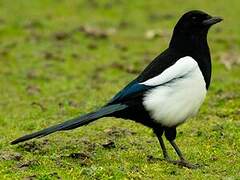 Eurasian Magpie