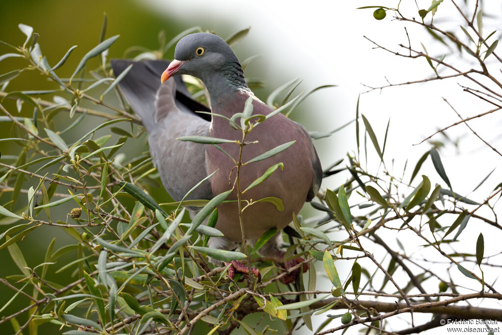 Common Wood Pigeonadult