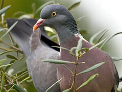 Common Wood Pigeon