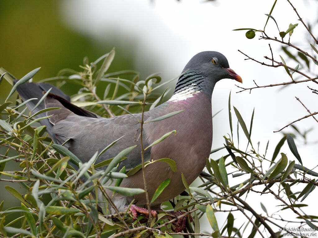 Common Wood Pigeonadult